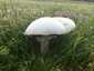 Nagyspórás csiperke (Agaricus crocodilinus), Budai-hegység